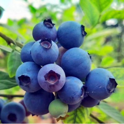 蓝莓125g/盒